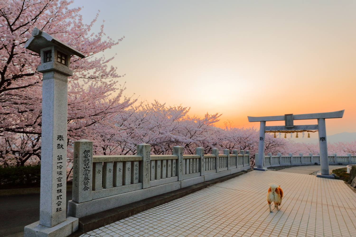 大坪　邦仁（宇多津町）「朝焼けの桜道」